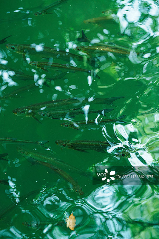 乌镇，江南水乡，西栅景区，世界互联网大会，乌镇戏剧节图片素材