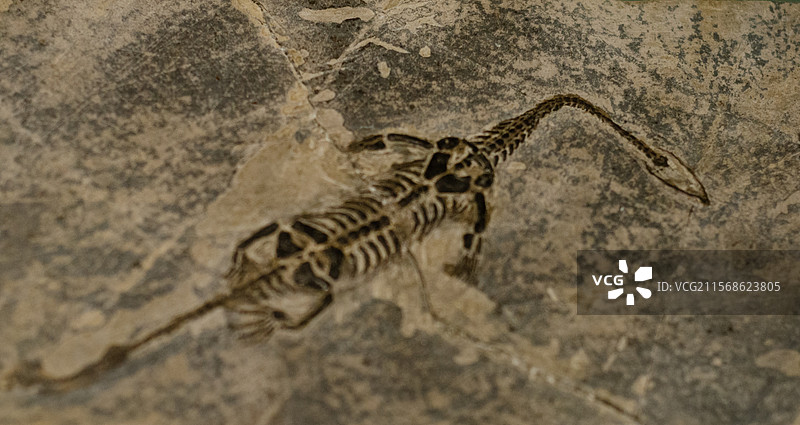 福建博物馆自然馆水生蜥化石展示图片素材