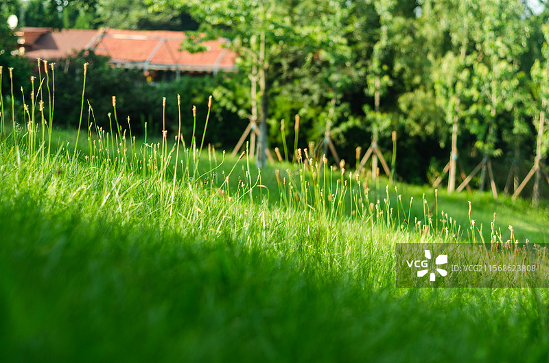 夏天青翠的草坪图片素材