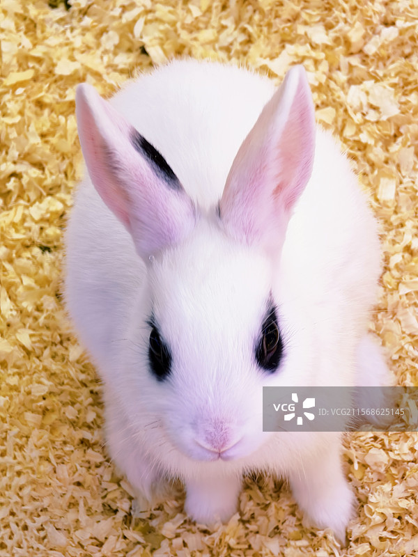 可爱的海棠兔图片素材