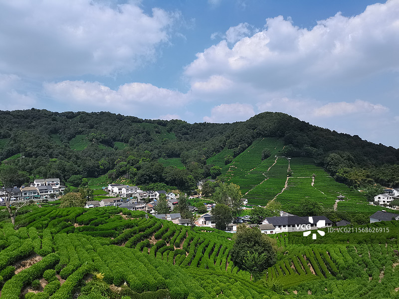 杭州龙井村茶田图片素材