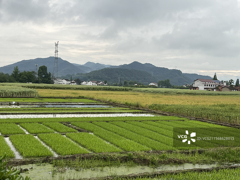 劳动节的水稻田图片素材