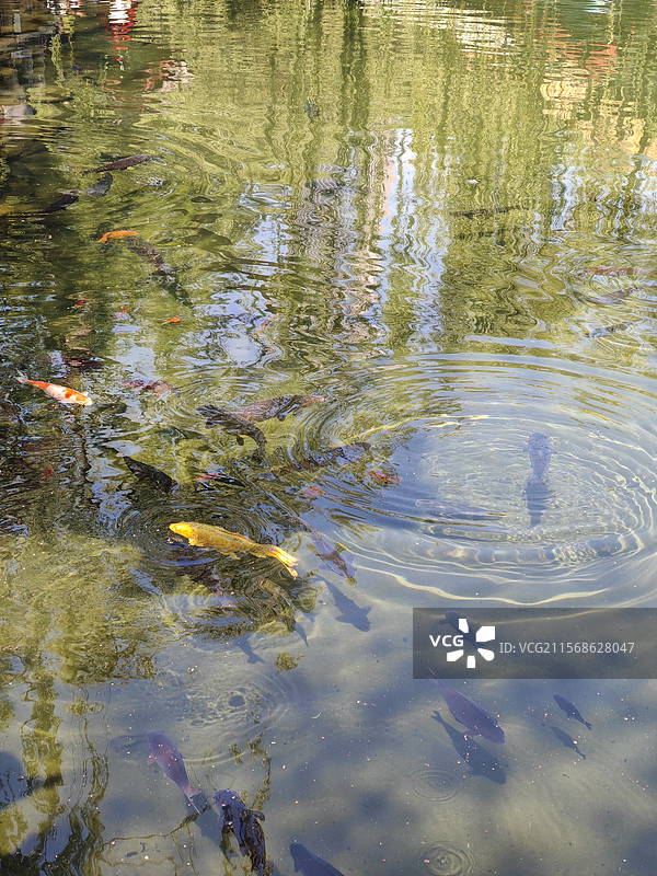 济南趵突泉的鱼图片素材