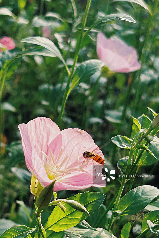 嘉善步道散步掠影图片素材