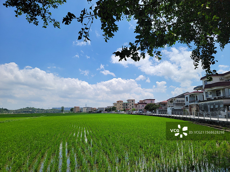 崖口稻田图片素材