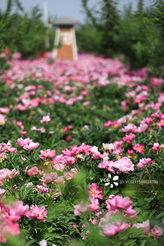 2025年5月17日，喀什疏附县芍药园，赤芍白芍竞相绽放，花姿婥约（绰约）颜值高，精制中药产值高。图片素材