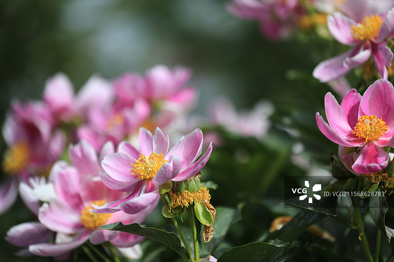 2025年5月17日，喀什疏附县芍药园，赤芍白芍竞相绽放，花姿婥约（绰约）颜值高，精制中药产值高。图片素材