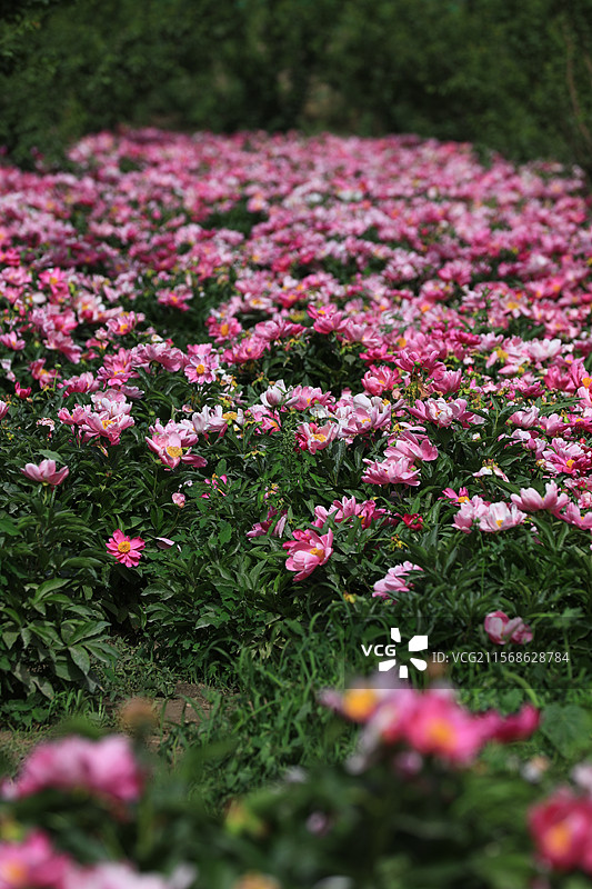 2025年5月17日，喀什疏附县芍药园，赤芍白芍竞相绽放，花姿婥约（绰约）颜值高，精制中药产值高。图片素材