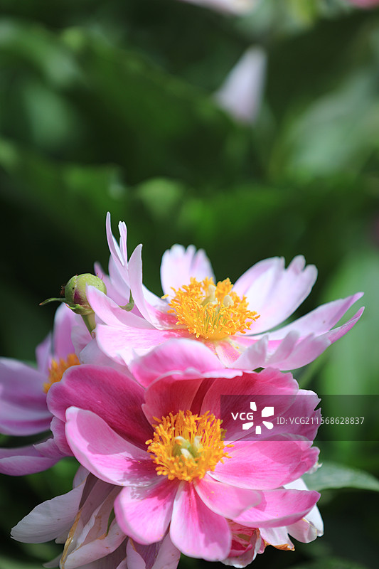 2025年5月17日，喀什疏附县芍药园，赤芍白芍竞相绽放，花姿婥约（绰约）颜值高，精制中药产值高。图片素材