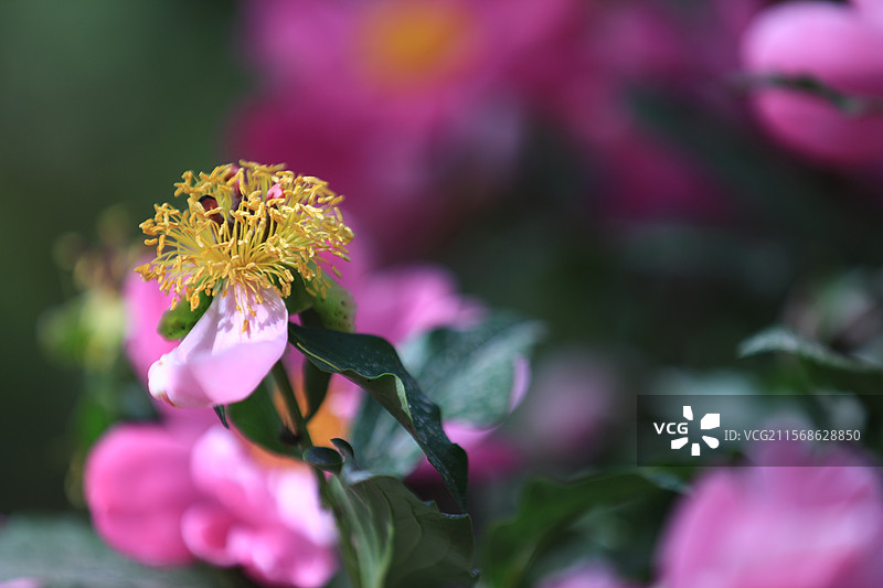 2025年5月17日，喀什疏附县芍药园，赤芍白芍竞相绽放，花姿婥约（绰约）颜值高，精制中药产值高。图片素材