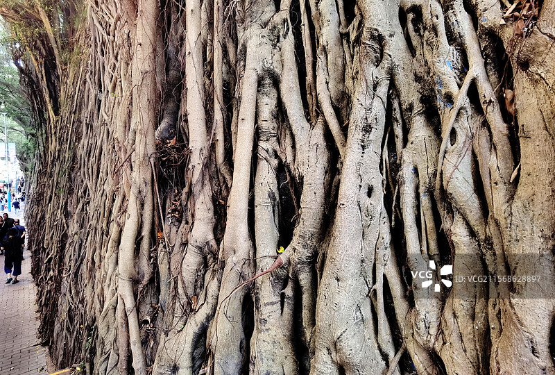 榕树根墙图片素材