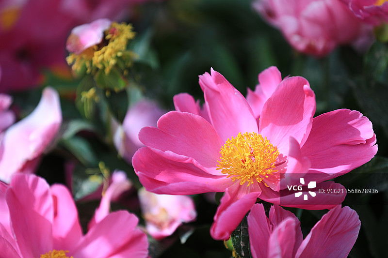 2025年5月17日，喀什疏附县芍药园，赤芍白芍竞相绽放，花姿婥约（绰约）颜值高，精制中药产值高。图片素材