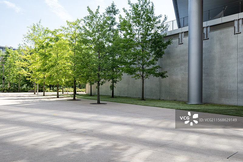 阳光照耀下的树影与混凝土墙图片素材