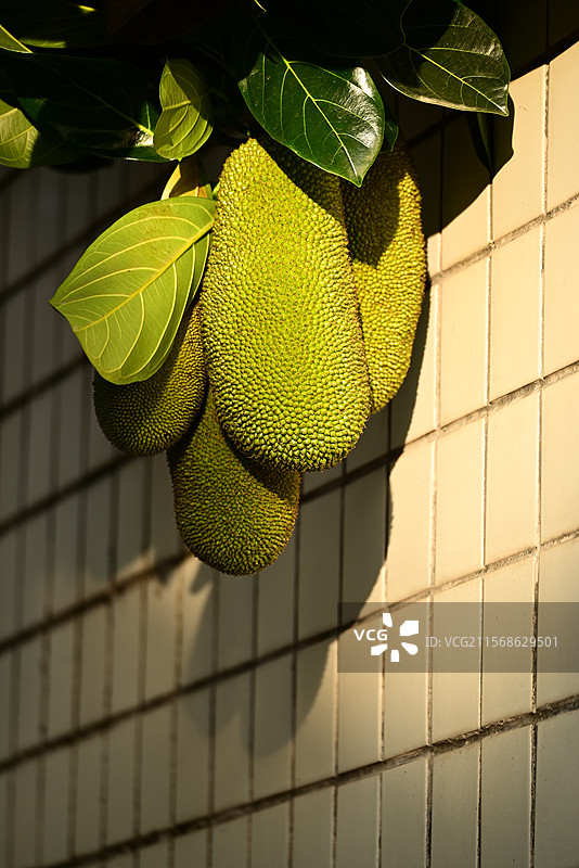 波萝蜜图片素材