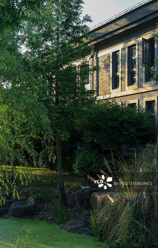 夕阳下公园一角的树影图片素材