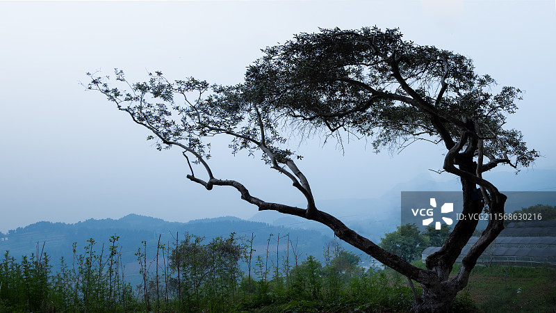 开江县红花山橄榄树图片素材