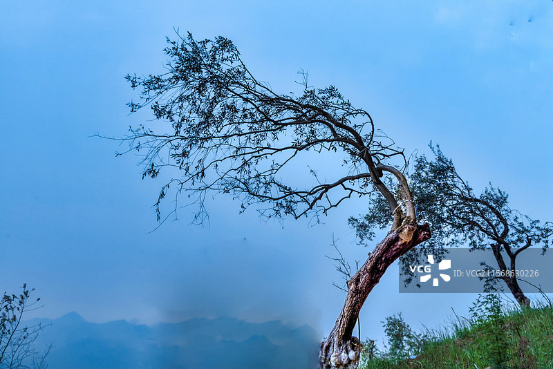 开江县红花山橄榄树图片素材