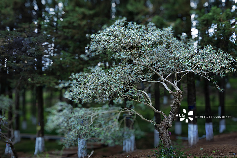 开江县红花山橄榄树图片素材