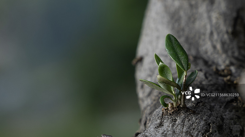 开江县红花山橄榄树图片素材