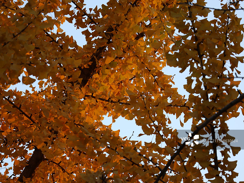 徐州龟山景区银杏图片素材