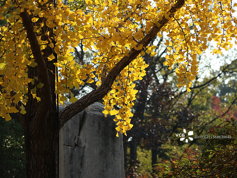 徐州龟山景区银杏图片素材