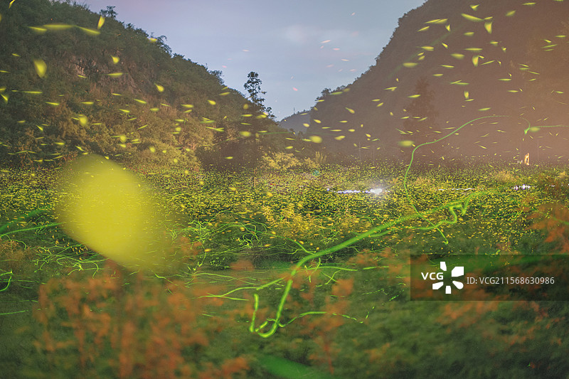 广西柳州融安县大良镇山间的萤火虫图片素材