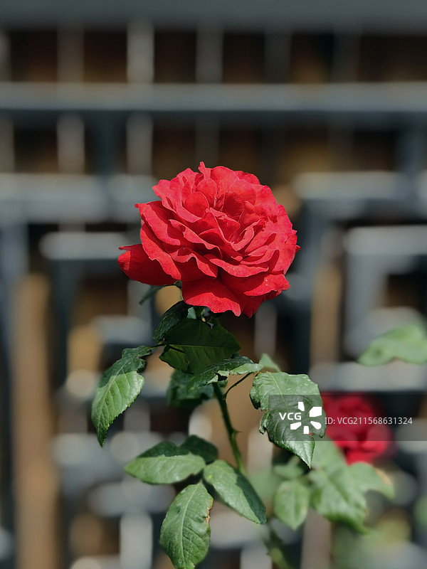 月季花开图片素材