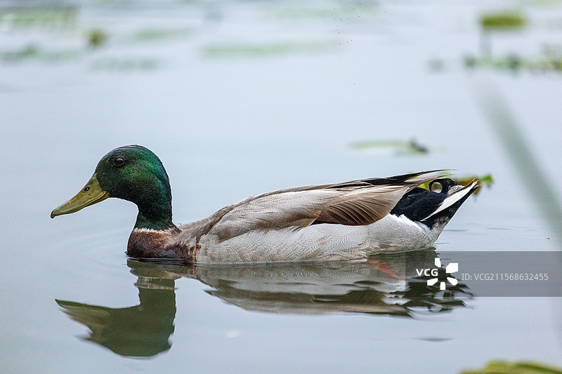 一只绿头鸭在水中游弋图片素材