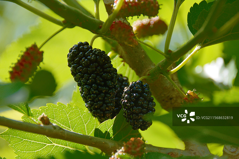 桑葚图片素材