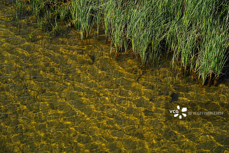 阳光下浅水区的金色水纹图片素材