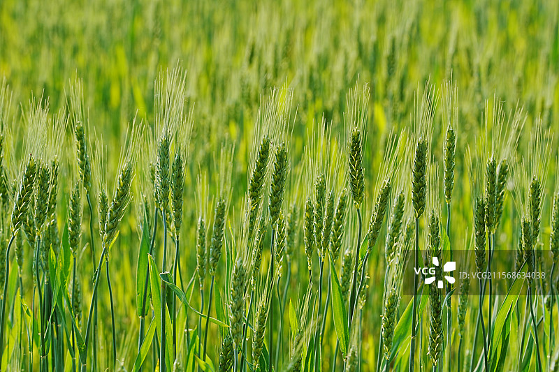 麦田里绿色麦穗的特写镜头图片素材