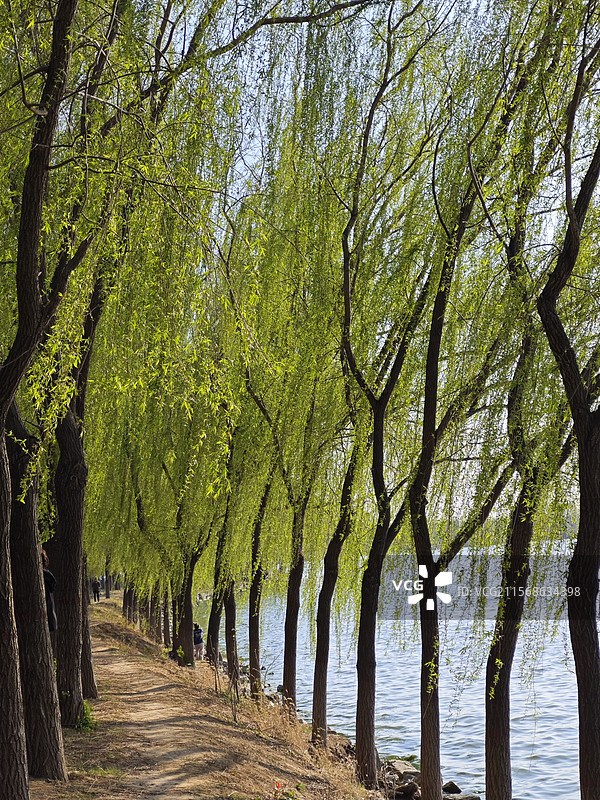 4A级旅游景区 山东菏泽单县浮龙湖南岸沿岸垂柳图片素材