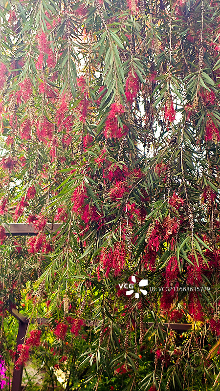 植物串钱柳特写图片素材