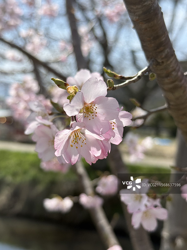 日本樱花2图片素材