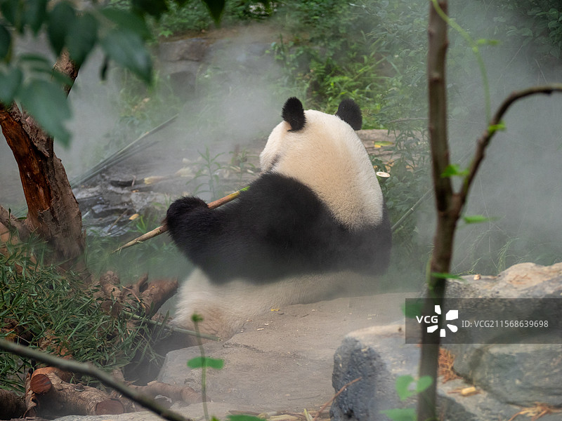 大熊猫图片素材