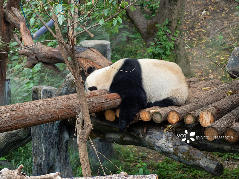 大熊猫图片素材