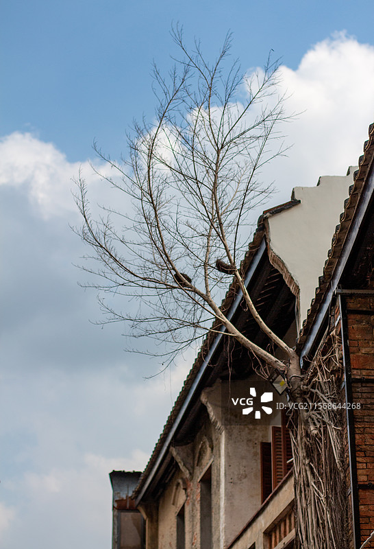 生长在老建筑墙上的树和树上的鸟窝图片素材