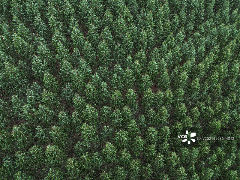 贵州的森林图片素材