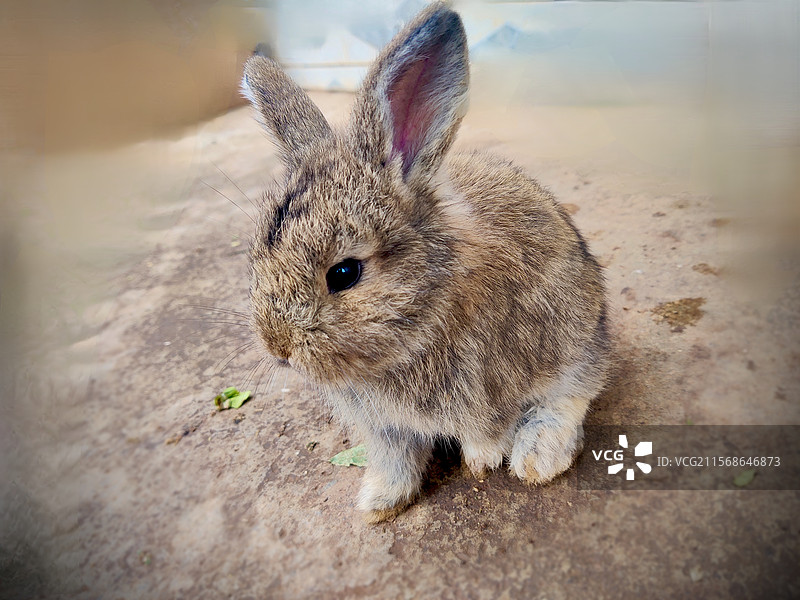 兔子特写镜头图片素材