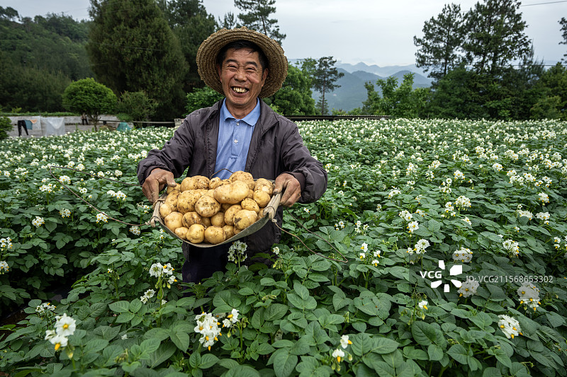 湖北恩施三岔镇一位农民高兴地展示丰收的恩施小土豆图片素材