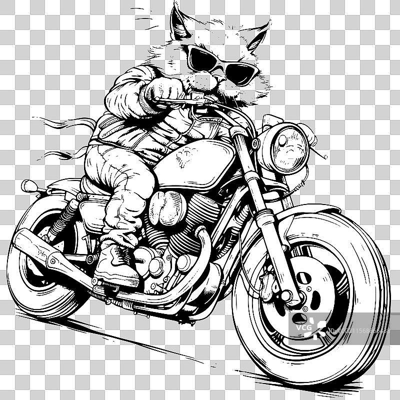 充满活力的毛茸茸猫咪拥抱开阔的道路图片素材