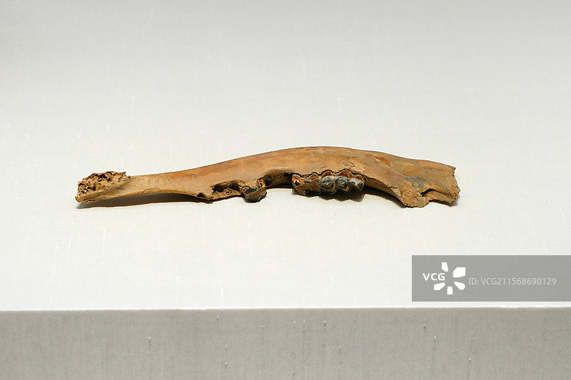 梅堰出土良渚文化兽下颌齿骨图片素材