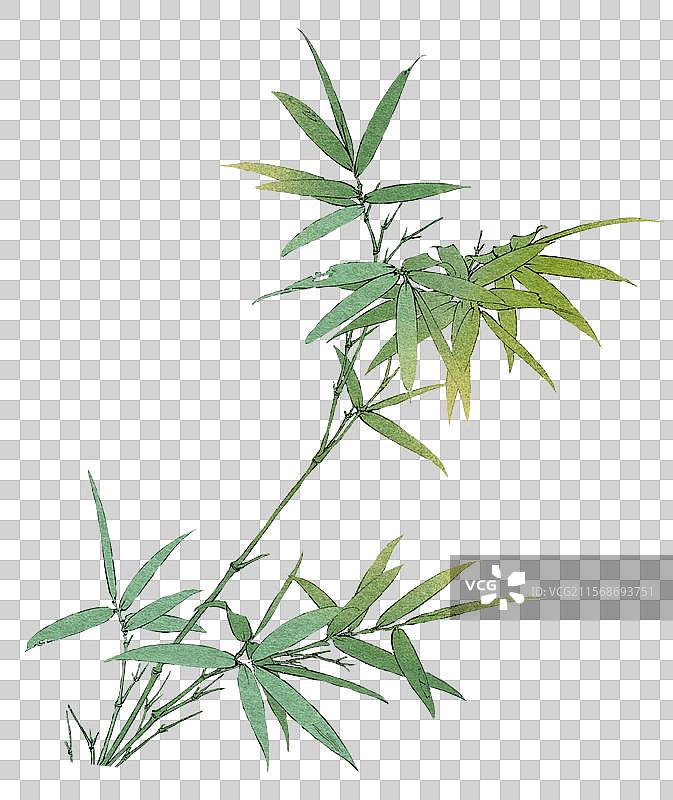 竹枝竹叶元素图片素材