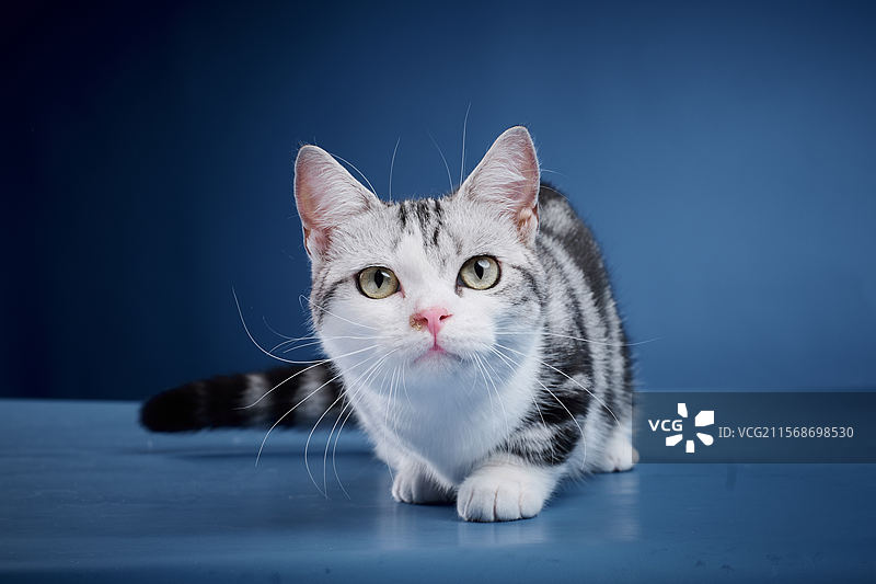 短腿起司猫图片素材