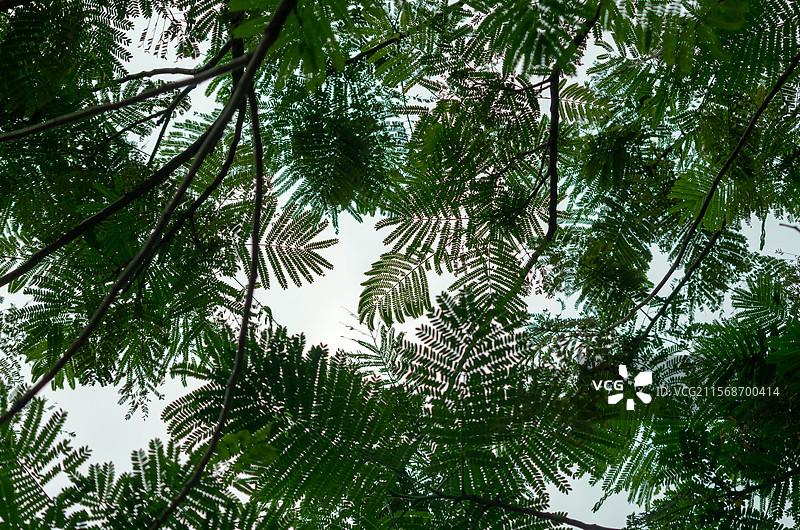 佛山市顺德均安南沙村的凤凰木图片素材