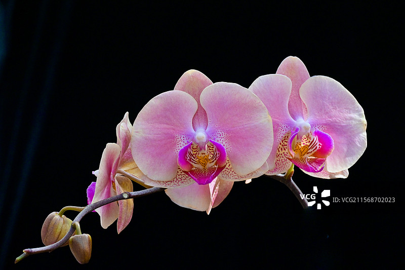 黑色背景下的兰花特写，圣阿尔伯特，阿尔伯塔，加拿大图片素材