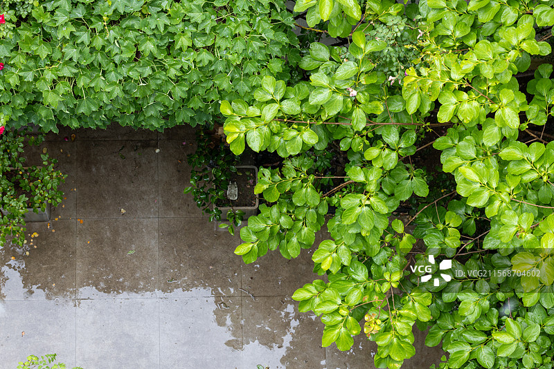 俯拍私家庭院多彩植物景观图片素材