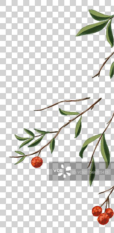 树枝上的红毛丹插画图片素材