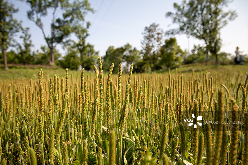 野外的车前草图片素材