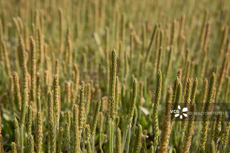 野外的车前草图片素材